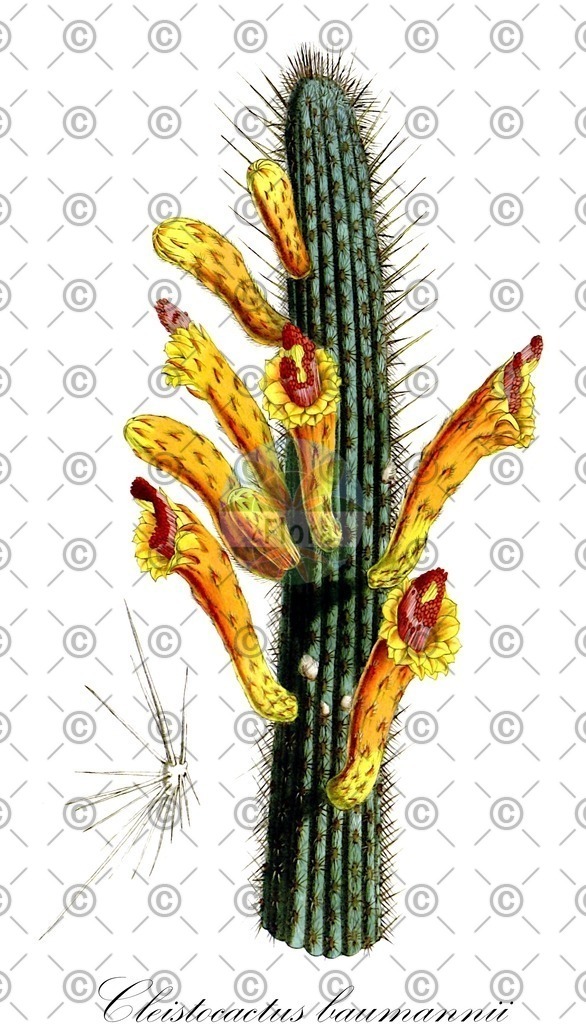 HistAbb_wfo-0000609392_1_ENZY_Simple | Historische Abbildung von Cleistocactus baumannii - Cactaceae | Historical Illustration of Cleistocactus baumannii - Cactaceae