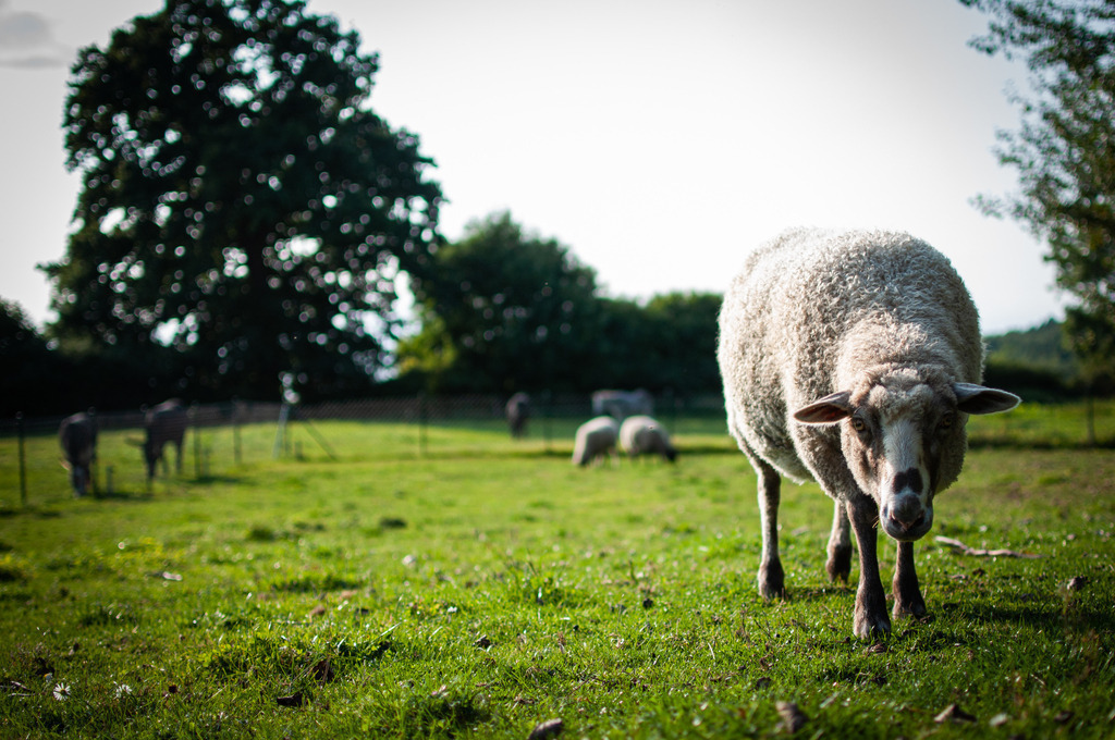 DSC_2297 | kaefersammler_roy - Realisiert mit Pictrs.com