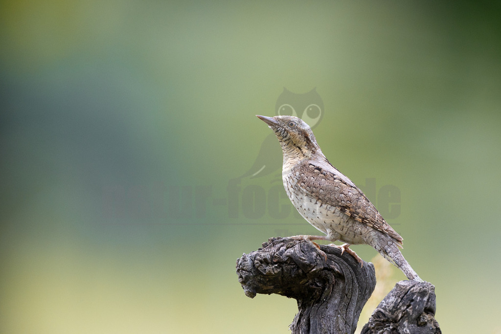 _5II9285_20250528 | Der Wendehals ist der einzige europäische Vertreter der Gattung Jynx, die außer ihm noch den in Afrika beheimateten Rotkehl-Wendehals umfasst. Die Art ist von Nordwestafrika ostwärts in einem breiten Gürtel bis an die asiatische Pazifikküste verbreitet. - Realisiert mit Pictrs.com