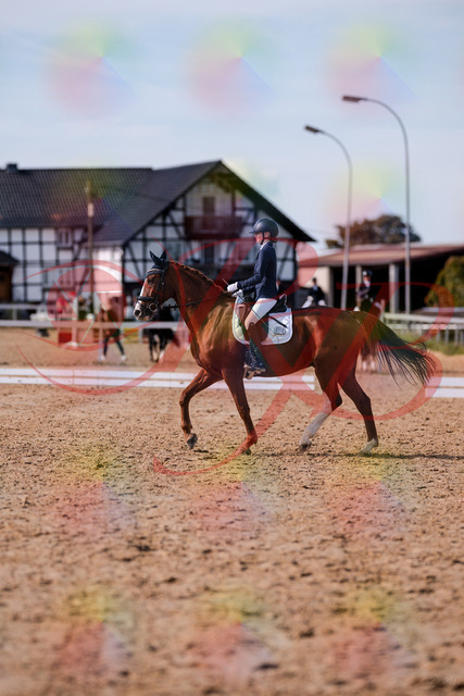 2026_10_03_Siefer-Hof_133249_Z81_89681109 | Professionelle Reitsport-, Turnier- und Eventfotografie von Robert Broda. Galerien mit ausgewählten und bearbeiteten Bildern direkt online ansehen und bestellen.