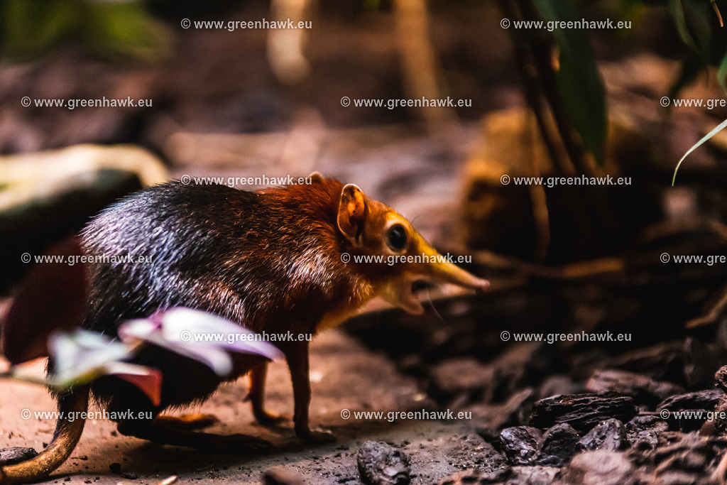 _MG_9003 | Greenhawks Bilder Shop für Landschaften, Urban, Tiere und weiteres als Poster Leinwand oder Fotogeschenk für Ostern Weihnachten oder Geburtstag  - Realisiert mit Pictrs.com