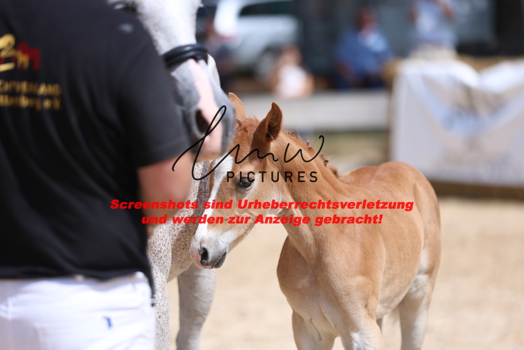 Fohlenschau_Schwäbisch_Hall_Ponys_KN 43_7 | lmwpictures - Realisiert mit Pictrs.com