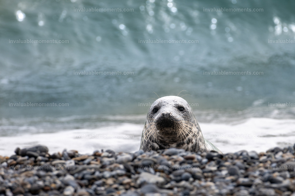 DSC_7429 | invaluablemoments.com - Realisiert mit Pictrs.com