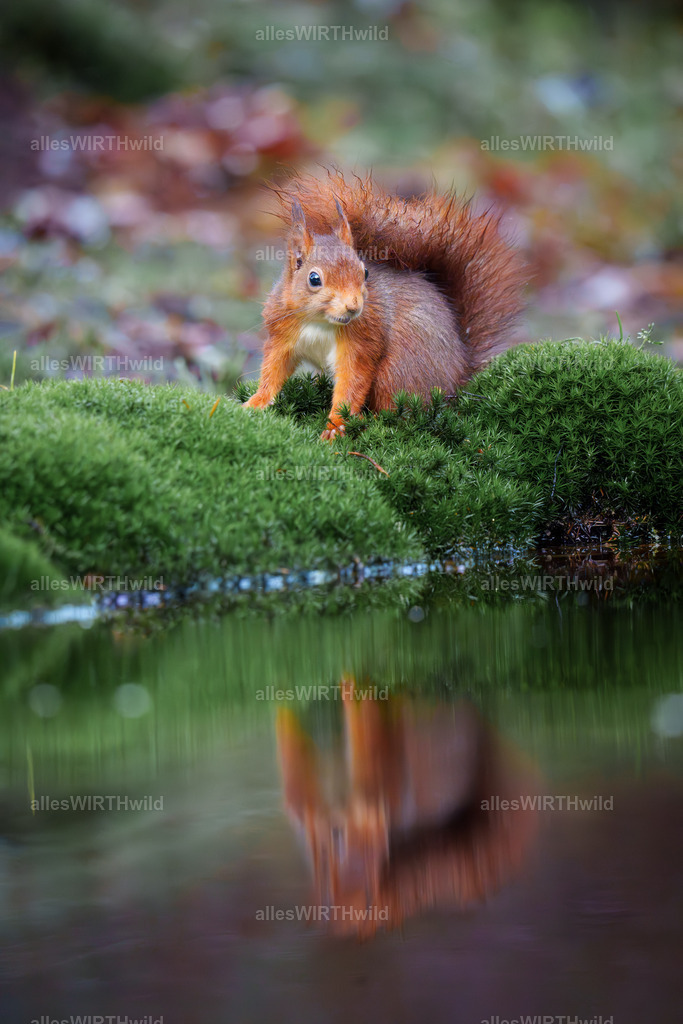 allesWIRTHgut Tierfotografie - 7IV00143-Verbessert-RR | Entdecke die faszinierende Welt der Natur- und Wildlife-Fotografie von Daniel und Bärbel. Inspirierende Bilder von wilden Tieren und kleinen Naturwundern.