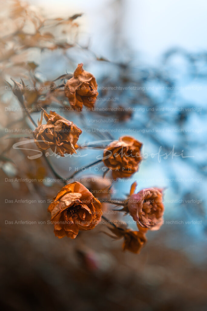 November Rosen | People- und Tierfotografie, Imageaufnahmen, Veranstaltungsfotografie und Wandbilder aus der Natur ★ Made in Germany ✔️ Druck + Downloads ✔️ Naturfotografie in Top Qualität ★ schneller Versand, weltweite Lieferung! - Realisiert mit Pictrs.com