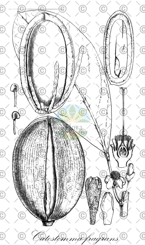 HistAbb_wfo-0000835174_1_ENZY_Simple | Historische Abbildung von Catostemma fragrans - Malvaceae | Historical Illustration of Catostemma fragrans - Malvaceae
