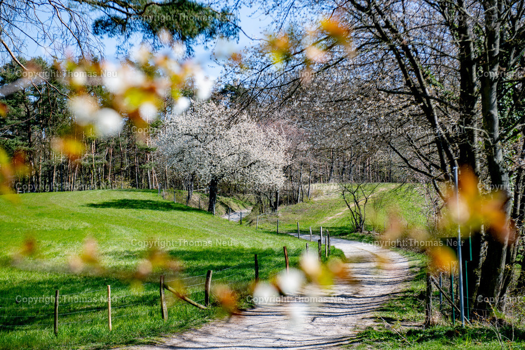 Bensheim-Fruehling-April-Blueten-Fotografie-Thomas-NeuDSC_6742 | Ein geschwungener Feldweg führt durch die frühlingshafte Landschaft oberhalb von Bensheim zwischen dem Schönberger Kreuz und Gronau. Blühende Obstbäume säumen die Wiesen, während frisches Grün und zarte Blüten den Beginn des Frühlings an der Bergstraße markieren. Der Blick durch unscharfe Blüten im Vordergrund verleiht der Szene eine besondere Tiefe und Ruhe – typisch für diese Region im April.,Bild: Thomas Neu
