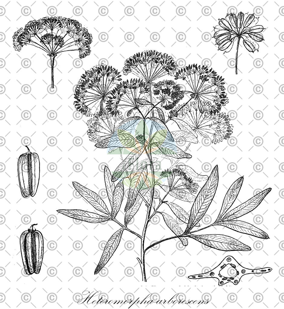 HistAbb_wfo-0000981966_1_ENZY_Simple | Historische Abbildung von Heteromorpha arborescens - Apiaceae | Historical Illustration of Heteromorpha arborescens - Apiaceae