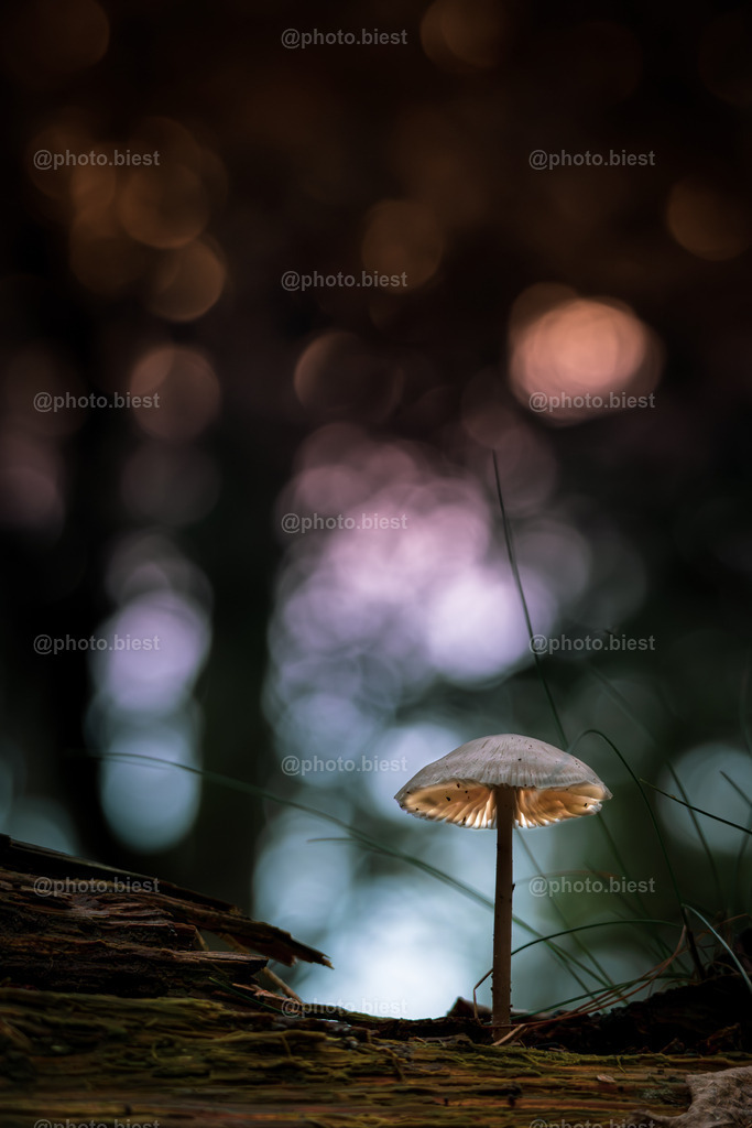 Der Leuchtpilz | Ein Pilz, auf einem Baum wachsend mit Sonnenuntergangsbokeh. - Realisiert mit Pictrs.com