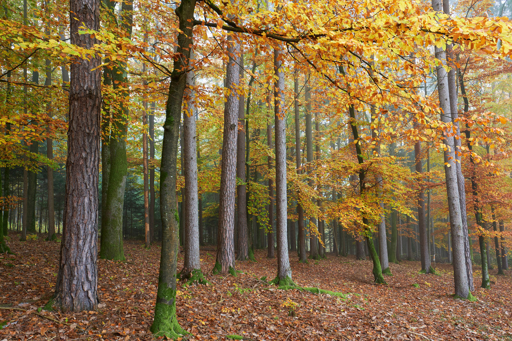 Herbstlicher Laubwald | Austria - November 01, 2021: Herbstlicher Laubwald. - Realisiert mit Pictrs.com