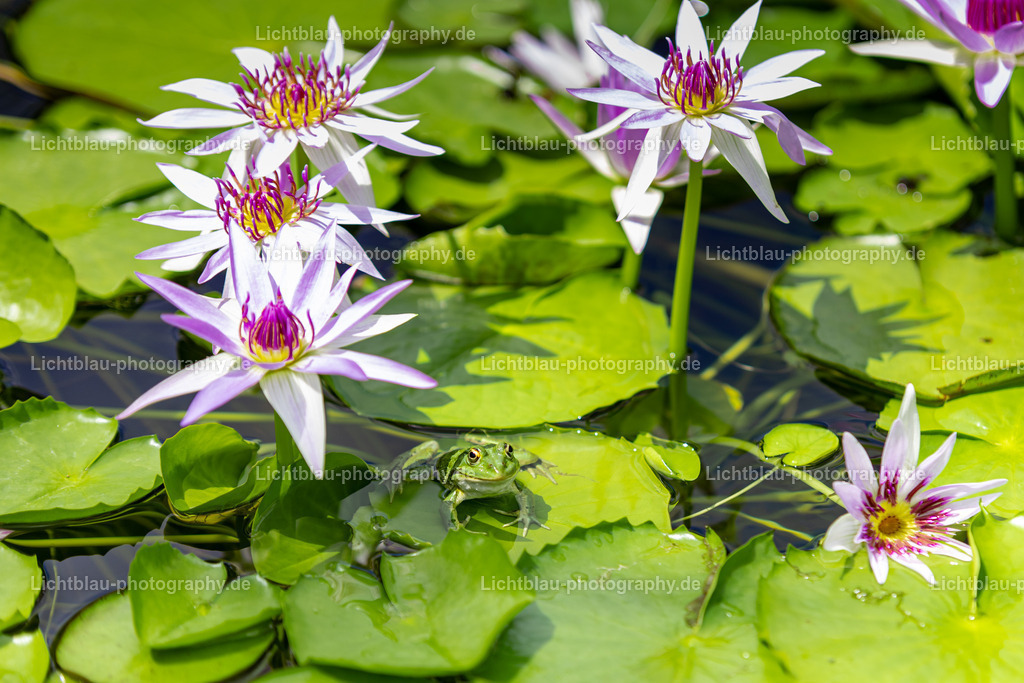 Frösche  | Der Botanische Garten Freiburg wurde 1620 begründet. Er war damit einer der ersten in Deutschland nach Leipzig (1580), Jena, Heidelberg und Gießen. Der damalige Botanische Garten wurde von der medizinischen Fakultät als Lehrgarten angelegt und wurde im Dreißigjährigen Krieg zerstört. Danach wurde er wieder eingerichtet, musste aber 1677 nach der Annexion der Stadt durch Frankreich den von Vauban geplanten Festungsanlagen weichen. - Realisiert mit Pictrs.com