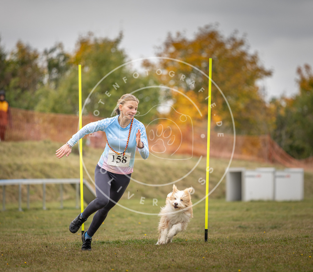 Pfotenfotografie_DV3A5134 | Hundefotografie, Tierfotograf, Pfotenfotografie, Fotoshooting Hund, Hunde Portrait, Hundesport, Hundeportraits, Heideshooting, Hunde, Sportfotograf, Hundefotograf, Turnierhundsport, THS,  - Realisiert mit Pictrs.com