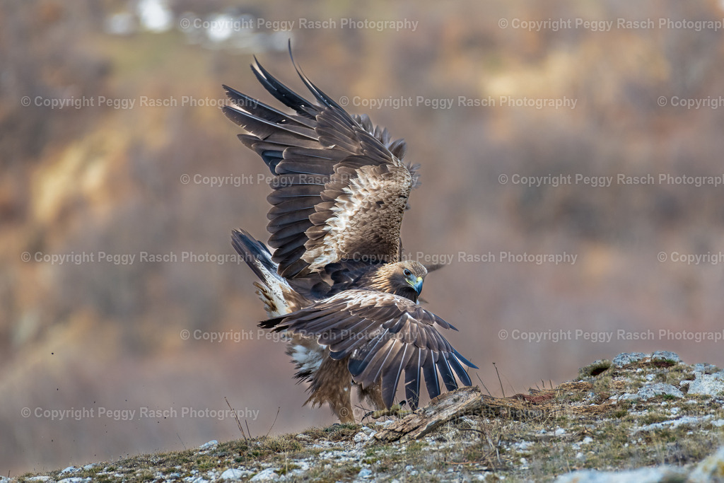 Steinadler (2) | PeggyRaschPhotography - Realisiert mit Pictrs.com