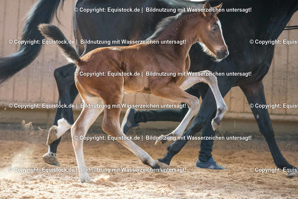 20170304_Fohlen_0058 | Foto: Thomas Hartig