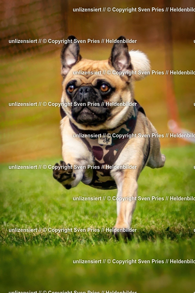 Sven Pries | 2024-09-22 - Hunderennen Baden-BadenPudelverein - Realisiert mit Pictrs.com