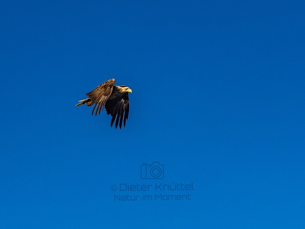 P1001589-LR-topaz-enhance | Natur im Moment - Realisiert mit Pictrs.com