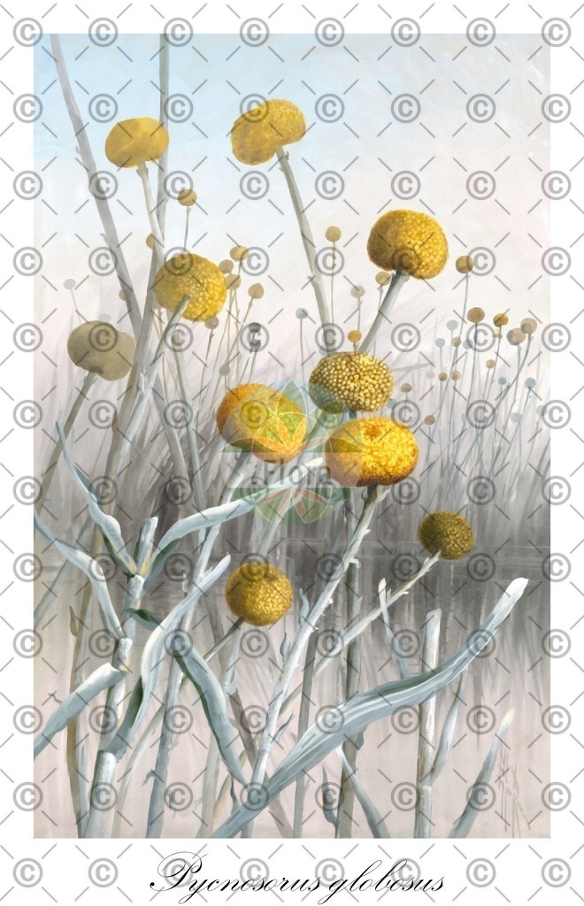 HistAbb_wfo-0000177978_1_ENZY_Simple | Historische Abbildung von Pycnosorus globosus - Asteraceae | Historical Illustration of Pycnosorus globosus - Asteraceae