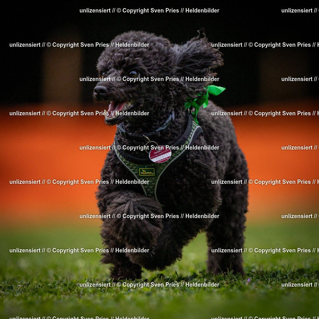 Sven Pries | 19. Allgemeines Hunderennen Karlsruhe Durlach - Realisiert mit Pictrs.com