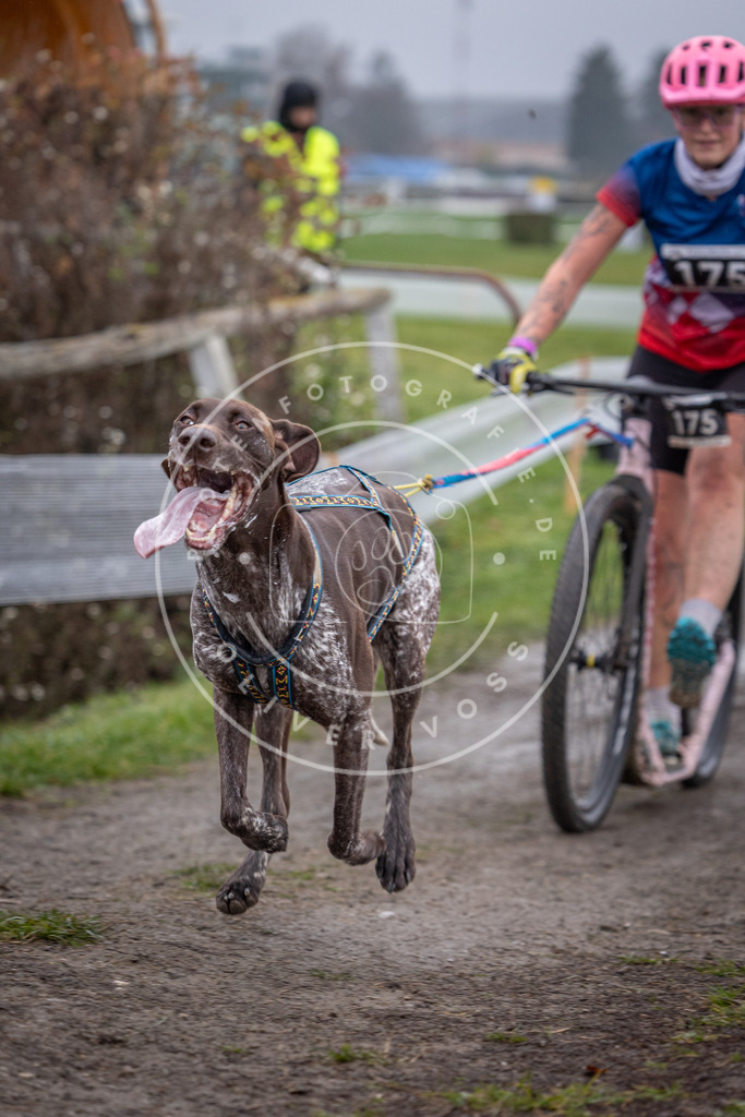 CaniXpix_0L8A0890 | Hundefotografie, Tierfotograf, Pfotenfotografie, Fotoshooting Hund, Hunde Portrait, Hundesport, Hundeportraits, Heideshooting, Hunde, Sportfotograf, Hundefotograf, Turnierhundsport, THS,  - Realisiert mit Pictrs.com