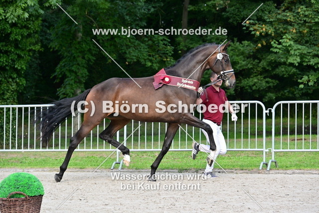 62_Very Nice von Vitalis - Sir Donnerhall I_879_0588 | Björn Schroeder Pferdefotografie