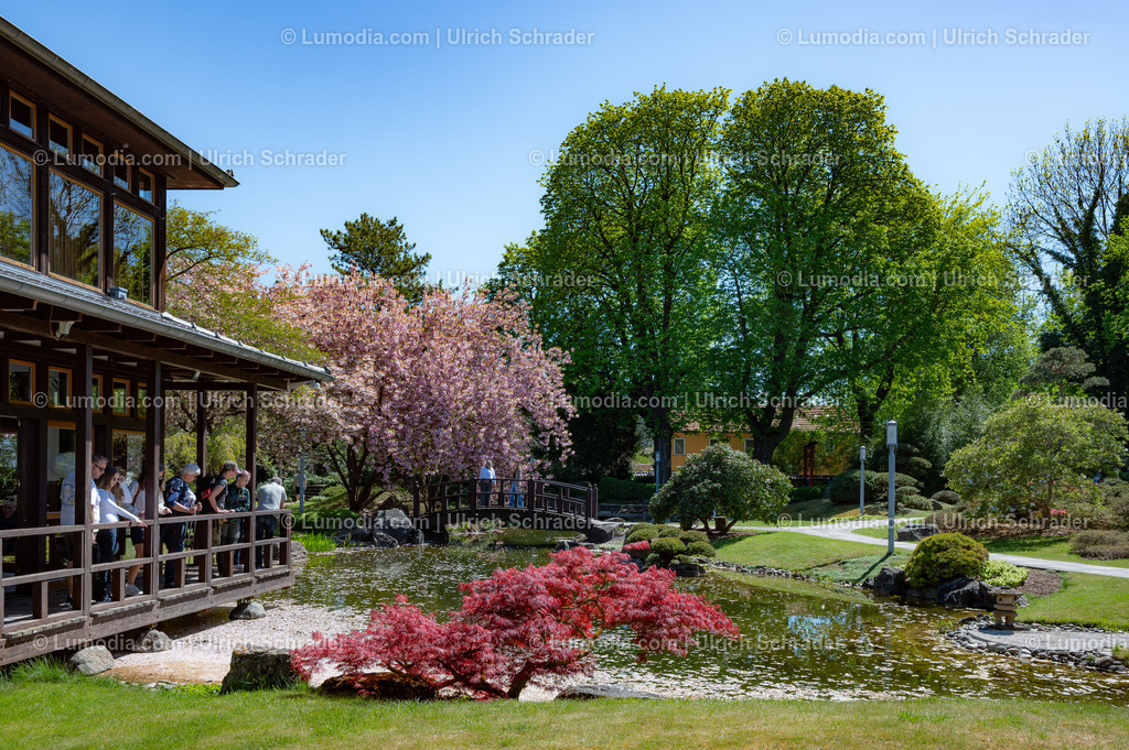 10049-14025 - Japanischer Garten in Bad Langensalza | Stockfoto und Bilderpool mit Bildmaterial aus Deutschland, dem Harz, Halberstadt, Quedlinburg, Wernigerode und weltweit. Qualitativ hochwertige und professionelle Fotos anschauen und kaufen. - Realisiert mit Pictrs.com