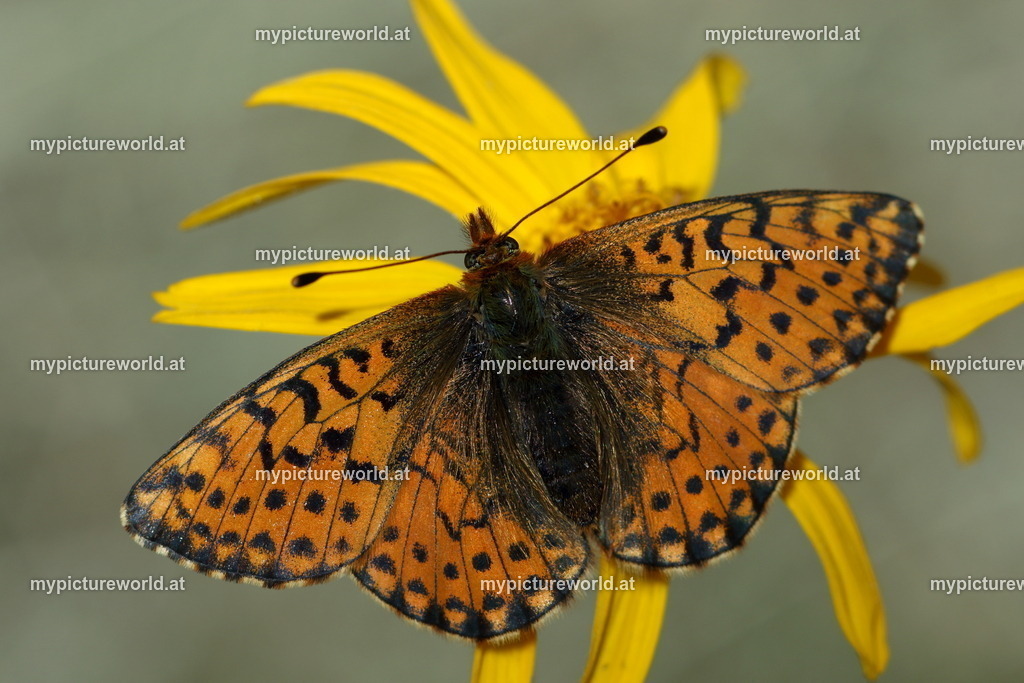 Boloria napaea-004 | Das Bilderarchiv über Tiere, Planzen und Landschaften. In der Bilddatenbank finden Sie ein große Auswahl an hochwertigen Bilder für Ihre Werbung - Realisiert mit Pictrs.com