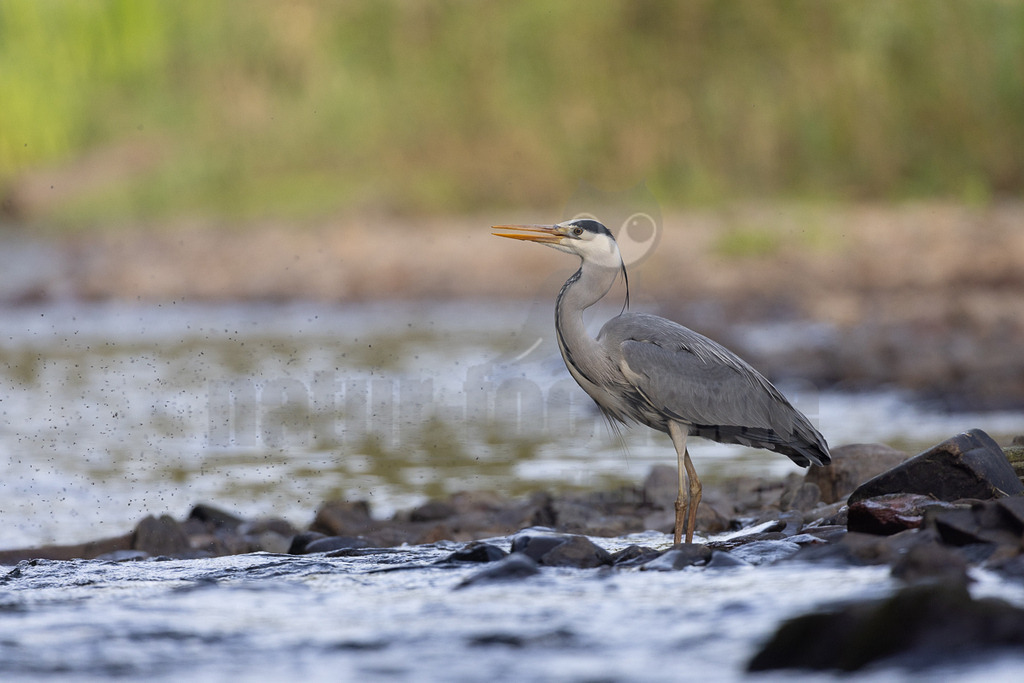R5NF0473_20240501 | Der Graureiher, auch Fischreiher genannt, ist eine Vogelart aus der Ordnung Pelecaniformes. Er ist in Eurasien und Afrika weit verbreitet und häufig. Weltweit werden vier Unterarten unterschieden. In Mitteleuropa ist er mit der Nominatform Ardea cinerea cinerea vertreten. - Realisiert mit Pictrs.com