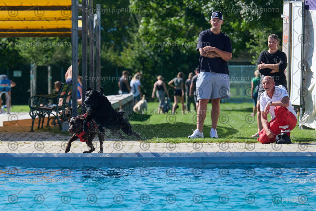 140_202509_4Hundebadetag_NZ9_2576 | proPHOTO - Realisiert mit Pictrs.com