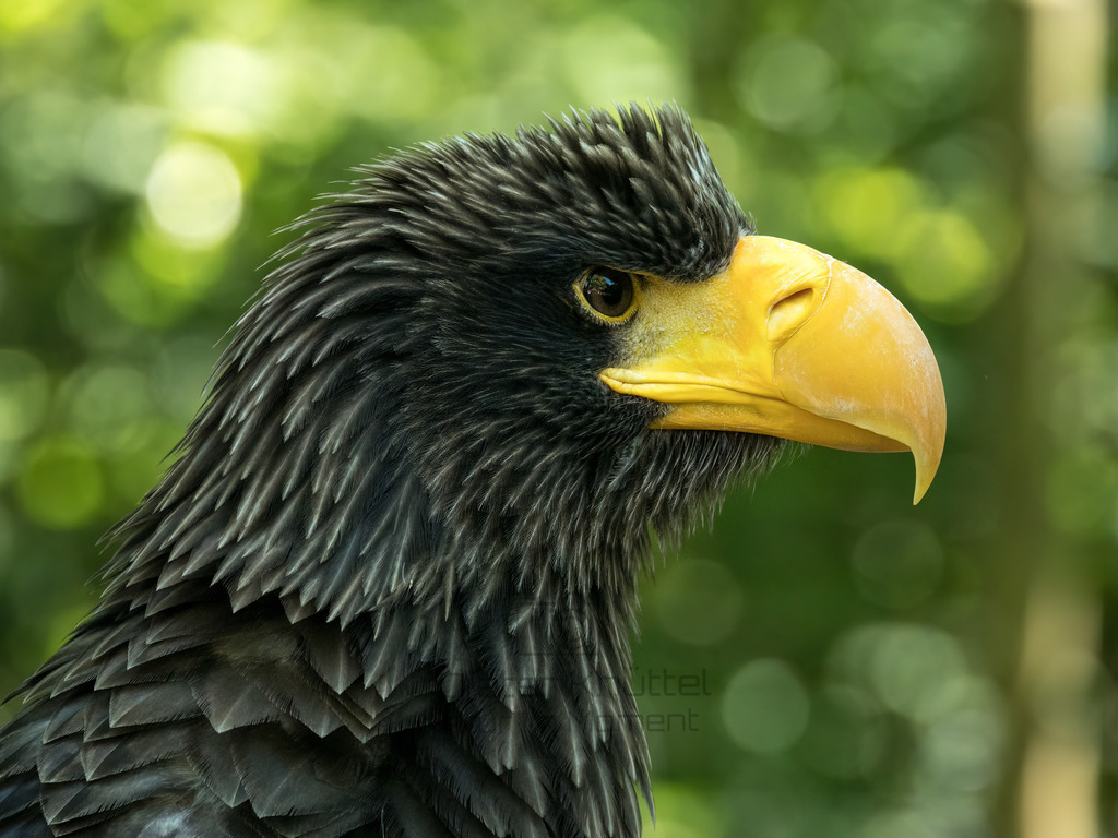 P1000201-Bearbeitet-2017-LR | Natur im Moment - Realisiert mit Pictrs.com