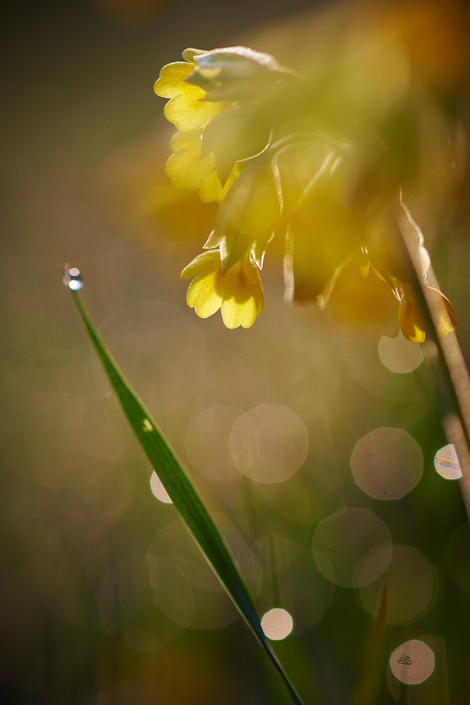 Himmelschluessel | Enzersfeld, Austria - March 29, 2014: Himmelschluessel. - Realisiert mit Pictrs.com