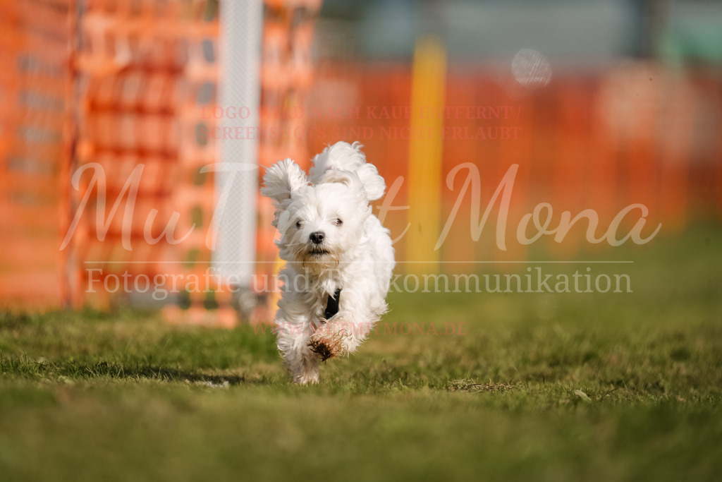 20250928_Hunderennen-247 | MuT (Mensch und Tier) mit Mona - Fotografie und Tierkommunikation - Realisiert mit Pictrs.com