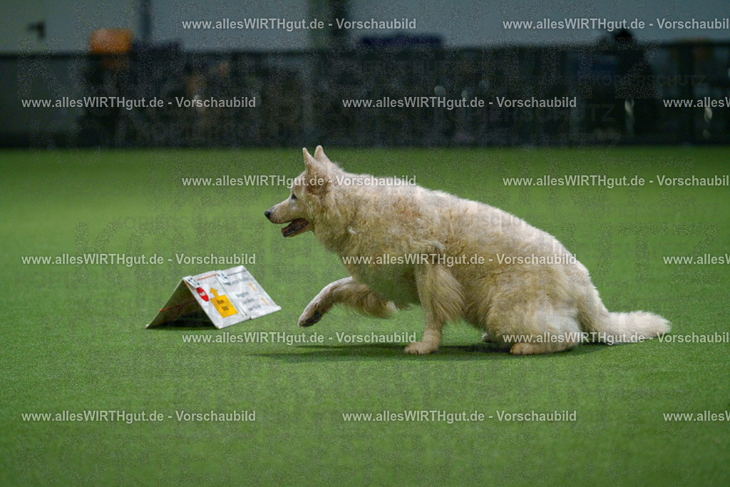 7R500182 | Professionelle Tierfotografie in Mönchengladbach von Daniel Wirth (allesWIRTHgut). Liebevolle & natürliche Bilder von Hunden & Katzen für unvergessliche Erinnerungen.