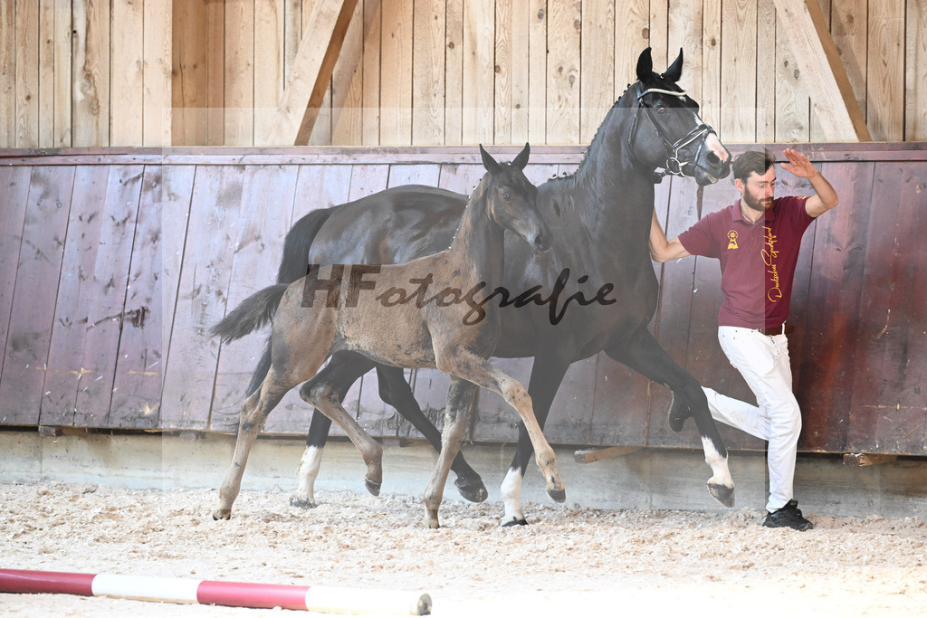 Kat-Nr. 16 SF Nashville Star x Danciano_Seiler_32240387 | hf-fotografie - Realisiert mit Pictrs.com