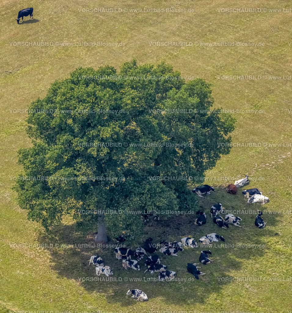 Hamminkeln220703630 | Luftbild, Baum auf einem Feld und Kühe im Schatten, Loikum, Hamminkeln, Niederrhein, Nordrhein-Westfalen, Deutschland