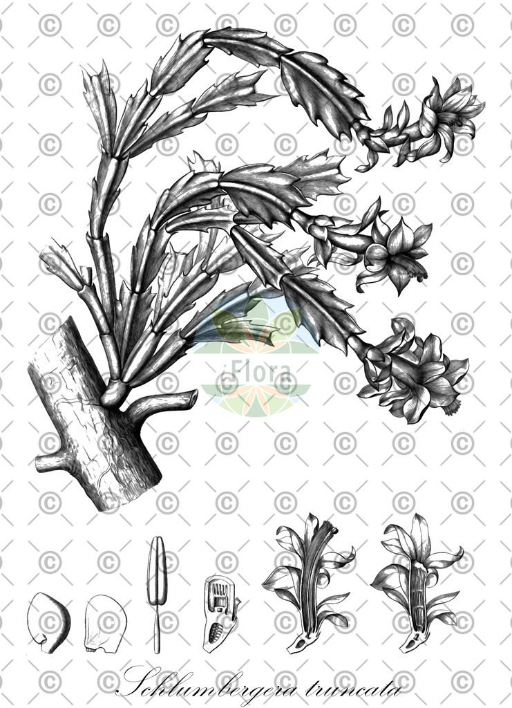 HistAbb_wfo-0000898373_1_ENZY_Simple | Historische Abbildung von Schlumbergera truncata - Cactaceae (Gliederkaktus) | Historical Illustration of Schlumbergera truncata - Cactaceae