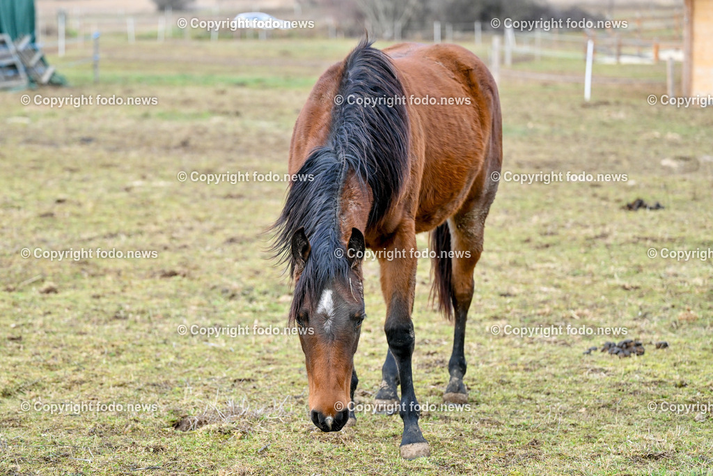 Pferde_ 29.12.2024-26 | 29.12.2024, Rajec, SVK, Themenbild, Pferde, im Bild Pferd, Pferde, Stute, Hengst, Fohlen, Quarter Horse, Ranch, Weide, Hof, Wiese, Stall, Nutztier, Tier