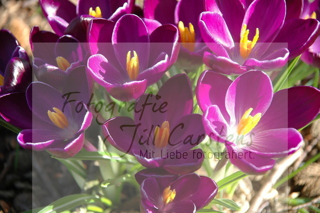 DSC_0065 | fotografie-jill-carstens