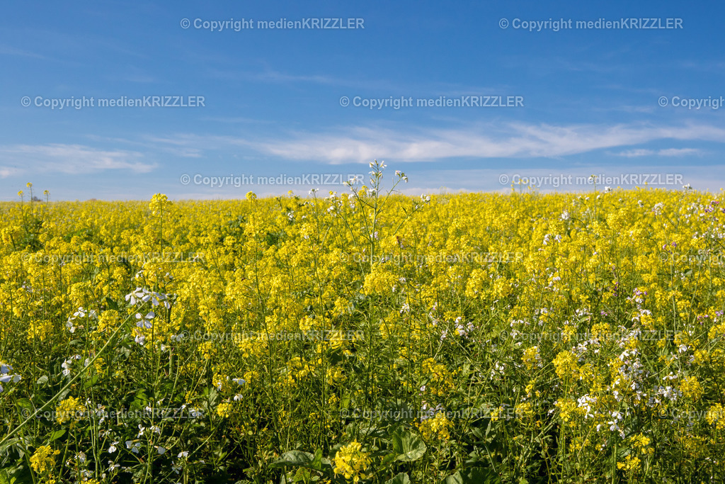 _07A9468 | medienkrizzler - Realisiert mit Pictrs.com