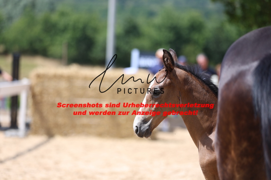 Fohlenschau_Schwäbisch_Hall_springbetonte_Fohlen_KN 20_8 | lmwpictures - Realisiert mit Pictrs.com