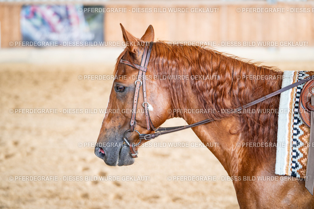 DSC09048 | Pferdegrafie