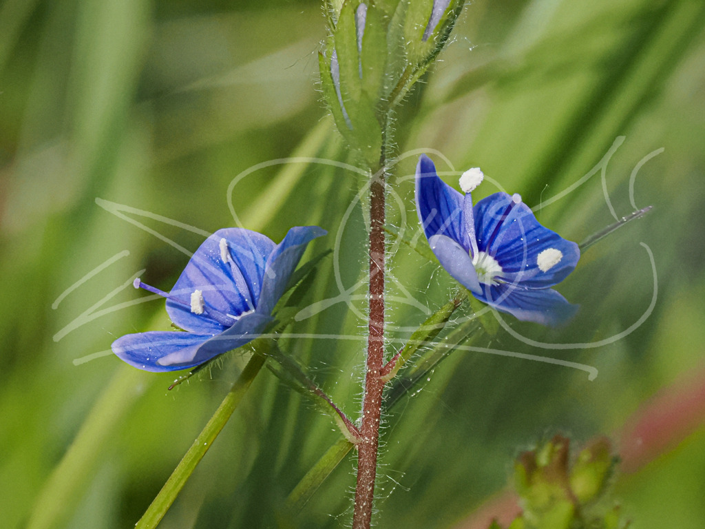 Männertreu | Naturschönheiten aus Deutschland. Pflanzen und Tiere, Insekten und Naturschauspiele. Alle schönen Details, die uns umgeben, fotografiert von Michi Moc.  - Realisiert mit Pictrs.com