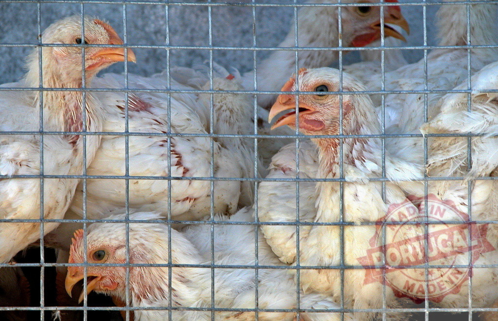 Chickens overcrowding metal cage on a farm | Chickens confined in a tight metal cage, showing conditions of intensive farming and animal welfare concerns - Realisiert mit Pictrs.com