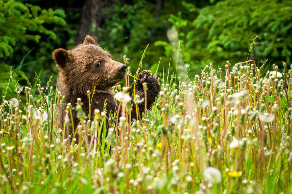 cute grizzly pup in high grass | Definitely one of my favorite pictures. Encountered a Grizzly Mom along the Smith Dorrien Trail in the Canadian Rockies. Our waiting got rewarded and three cubs appeared, but were very hard to spot in the high growing gras. So i got lucky, when this one stands on his backlegs. - Realisiert mit Pictrs.com
