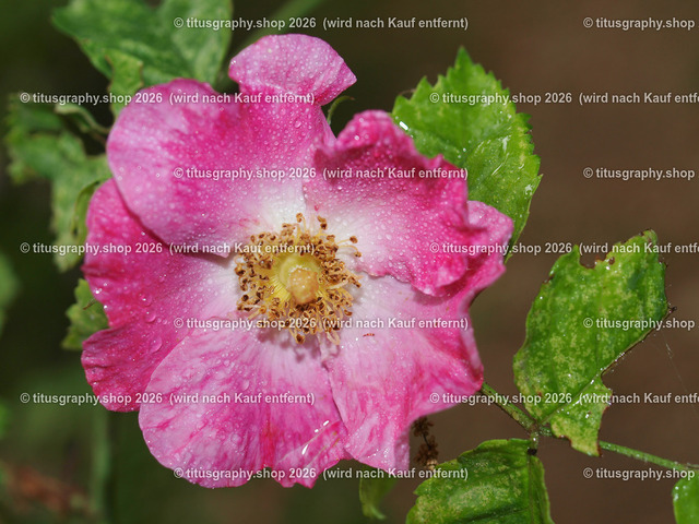 P6080271-titusgraphy-vz | Fotokunstarbeit aus der INSTAGRAM-Gallerie auf titusgraphy.eu - Realisiert mit Pictrs.com