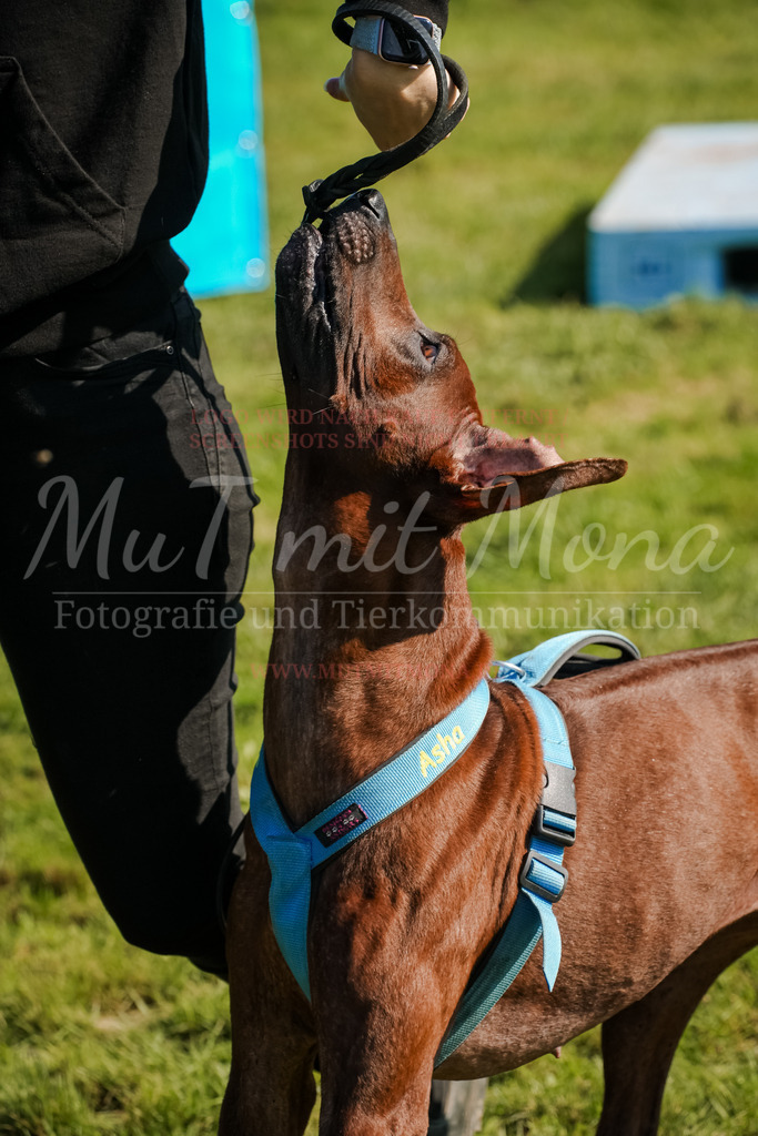 20250928_Hunderennen-766 | MuT (Mensch und Tier) mit Mona - Fotografie und Tierkommunikation - Realisiert mit Pictrs.com