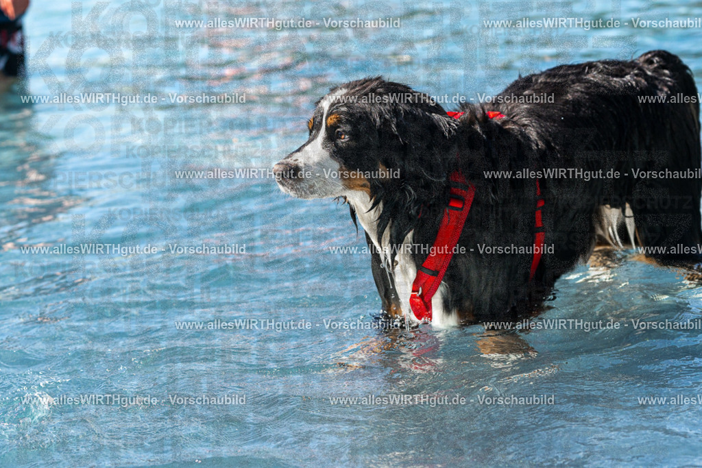 Hundeschwimmen_Volksbad_2026-allesWIRTHgut_Tierfotografie-2609061159-FAY06349 | Professionelle Tierfotografie in Mönchengladbach von Daniel Wirth (allesWIRTHgut). Liebevolle & natürliche Bilder von Hunden & Katzen für unvergessliche Erinnerungen.