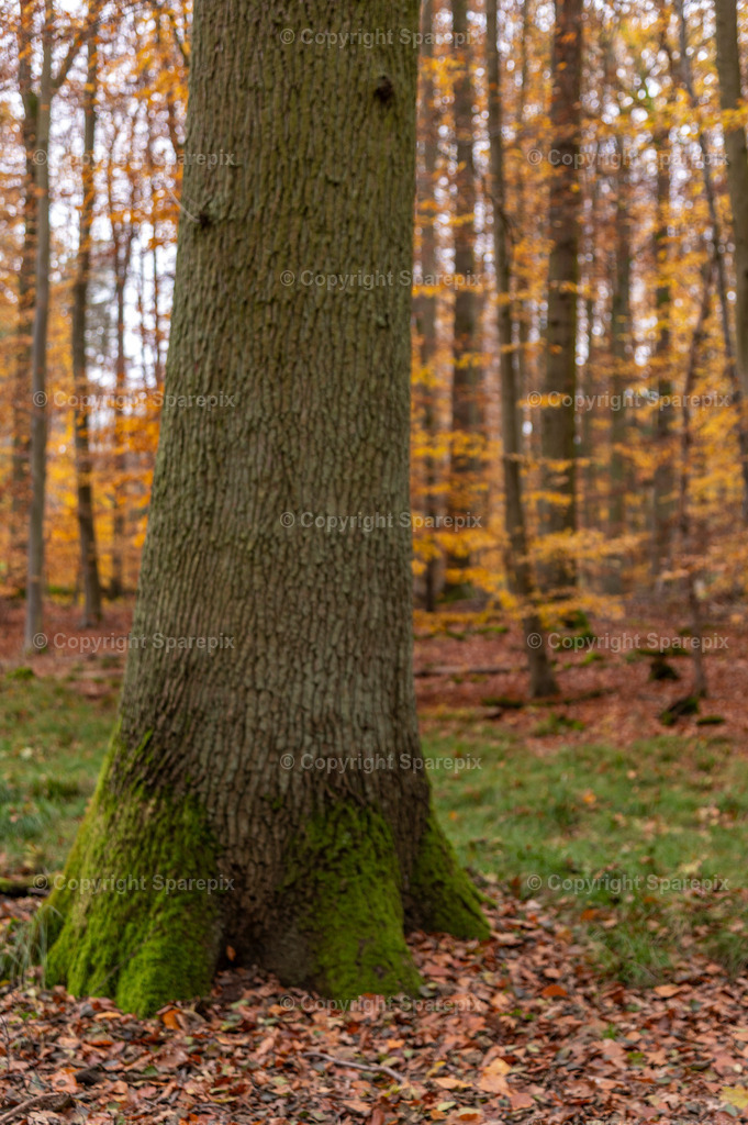 CRO_Autumn_Forest51_Bokeh | sparepix - Realisiert mit Pictrs.com