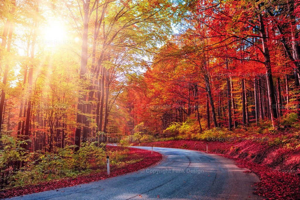highway to autumn | Eine sanfte Straßenkurve führt durch einen leuchtenden Herbstwald, während warmes Sonnenlicht zwischen den Bäumen aufglüht. Die intensiven Rot- und Goldtöne wirken wie ein natürlicher Farbfilm und machen das Motiv perfekt für alle, die Herbststimmung an die Wand holen wollen.