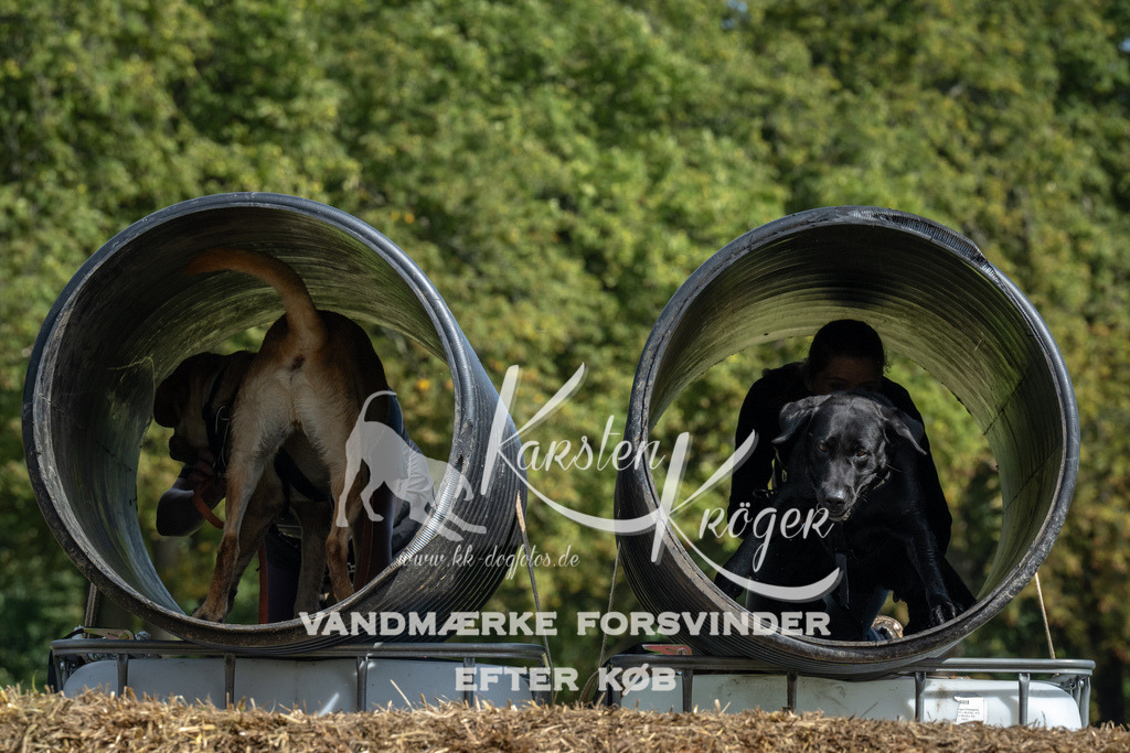 1308_ZZ92328 | kk-dogfotos