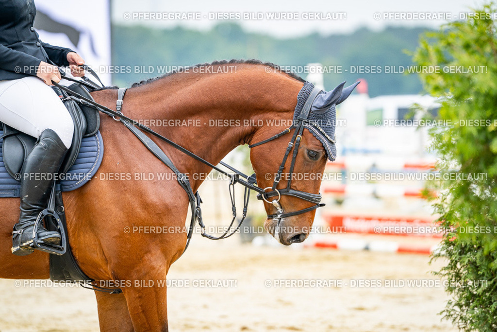 DSC00304 | Pferdegrafie